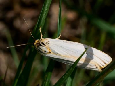 Ecaille striée (L') Spiris striata (Linnaeus, 1758)