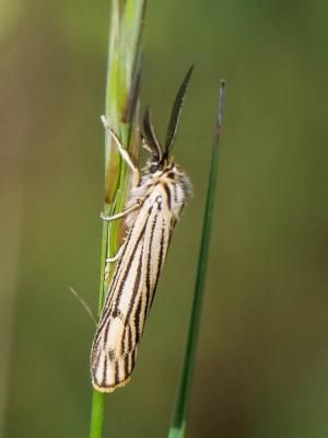 Ecaille striée (L') Spiris striata (Linnaeus, 1758)
