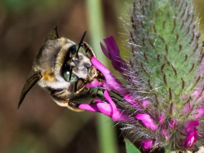 Anthophore agame Anthophora agama Radoszkowski, 1869