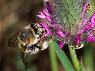 Anthophore agame Anthophora agama Radoszkowski, 1869