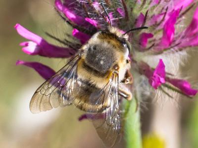 Anthophore agame Anthophora agama Radoszkowski, 1869