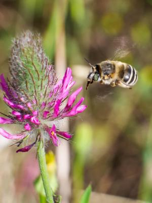 Anthophore agame Anthophora agama Radoszkowski, 1869