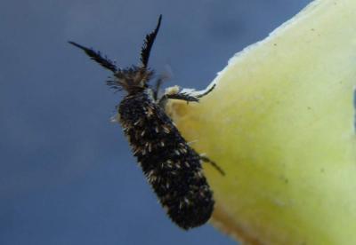 Papillons Lepidoptera Linnaeus, 1758