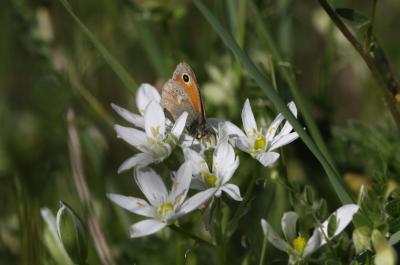 Fadet commun (Le), Procris (Le), Petit Papillon de Coenonympha pamphilus (Linnaeus, 1758)