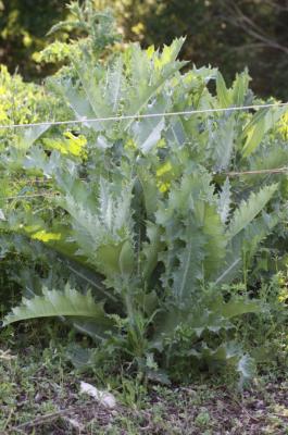 Onopordon faux-acanthe, Chardon aux ânes Onopordum acanthium L., 1753