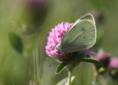 Piéride de la Rave (La), Petit Blanc du Chou (Le), Pieris rapae (Linnaeus, 1758)