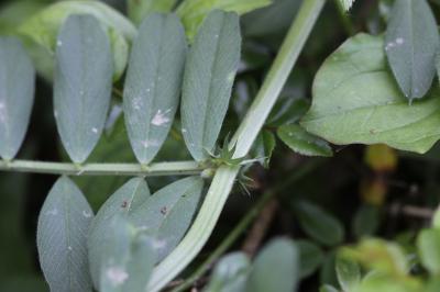 Vesce à gros fruits Vicia macrocarpa (Moris) Bertol., 1850