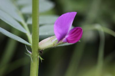 Vesce à gros fruits Vicia macrocarpa (Moris) Bertol., 1850