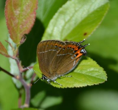 Thécla du Prunier (La), Thécla du Coudrier (La), P Satyrium pruni (Linnaeus, 1758)