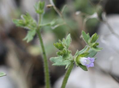 Campanule érinus, Campanule à petites fleurs Campanula erinus L., 1753