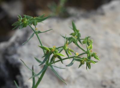 Euphorbe fluette Euphorbia exigua L., 1753