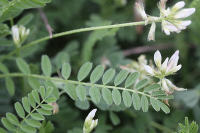 Astragale à gousses en hameçon Astragalus hamosus L., 1753
