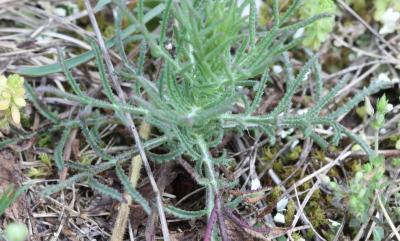 Crupine commune, Crupine vulgaire Crupina vulgaris Cass., 1817