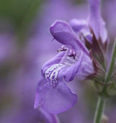 Sauge officinale Salvia officinalis L., 1753