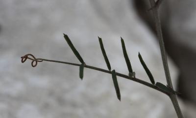 Vesce voyageuse Vicia peregrina L., 1753