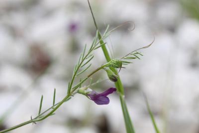 Vesce voyageuse Vicia peregrina L., 1753