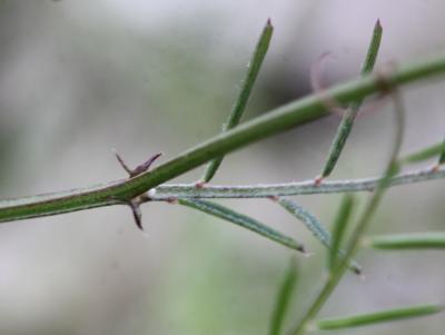 Vesce voyageuse Vicia peregrina L., 1753