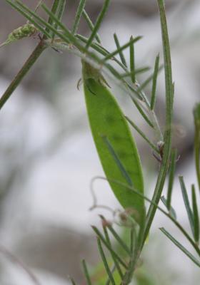 Vesce voyageuse Vicia peregrina L., 1753