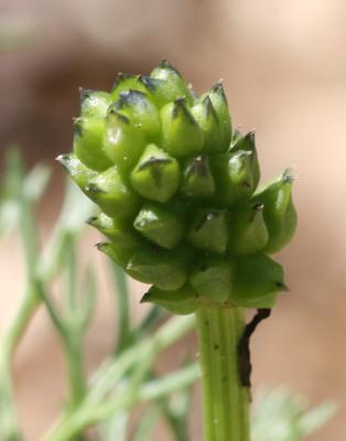 Goutte de sang, Adonis annuelle, Adonis d'automne Adonis annua L., 1753