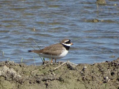 Grand Gravelot Charadrius hiaticula Linnaeus, 1758