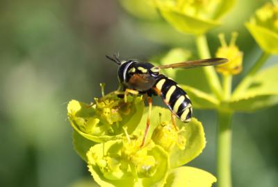  Chrysotoxum cautum (Harris, 1776)