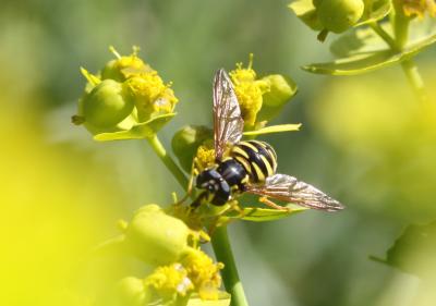  Chrysotoxum cautum (Harris, 1776)