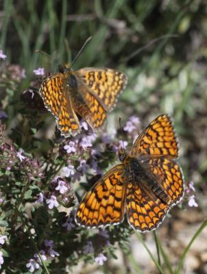 Mélitée des Centaurées (La), Grand Damier (Le) Melitaea phoebe (Denis & Schiffermüller, 1775)