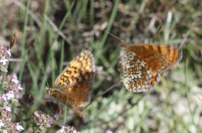 Mélitée des Centaurées (La), Grand Damier (Le) Melitaea phoebe (Denis & Schiffermüller, 1775)