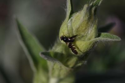  Aciura coryli (Rossi, 1794)
