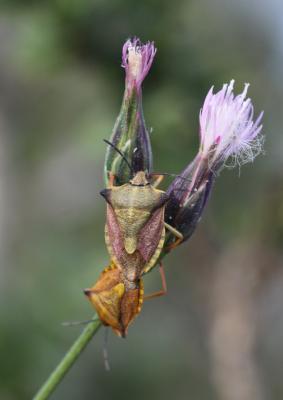  Carpocoris mediterraneus Tamanini, 1959