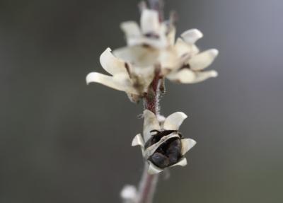 Linaire simple Linaria simplex (Willd.) DC., 1805