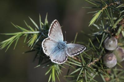 Bleu-nacré d'Espagne (Le) Lysandra hispana (Herrich-Schäffer, 1852)
