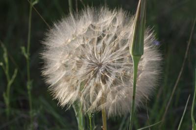 Salsifis à feuilles de poireau, Salsifis blanc, Sa Tragopogon porrifolius L., 1753