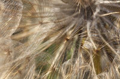 Salsifis à feuilles de poireau, Salsifis blanc, Sa Tragopogon porrifolius L., 1753