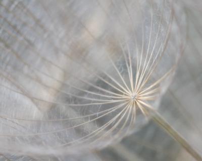 Salsifis à feuilles de poireau, Salsifis blanc, Sa Tragopogon porrifolius L., 1753