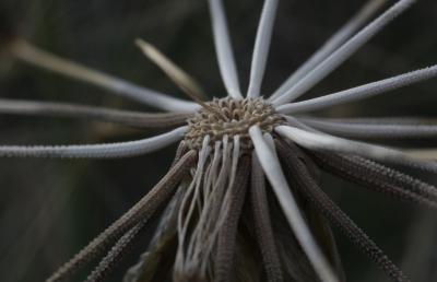 Salsifis à feuilles de poireau, Salsifis blanc, Sa Tragopogon porrifolius L., 1753