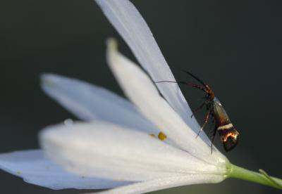  Adela australis (Heydenreich, 1851)