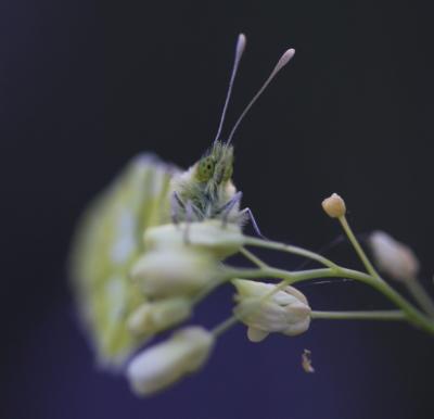 Aurore de Provence (L') Anthocharis euphenoides Staudinger, 1869