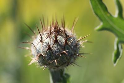 Centaurée des collines Centaurea collina L., 1753