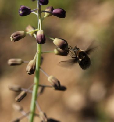  Bombylius Linnaeus, 1758