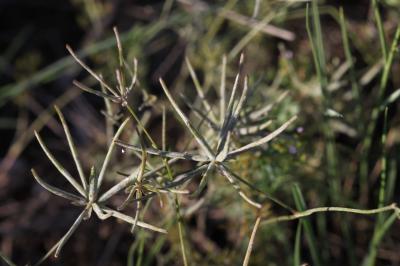 Scandix du sud, Scandix du Midi Scandix australis L., 1753