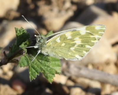 Marbré-de-vert (Le), Piéride du Réséda (La), Marbr Pontia daplidice (Linnaeus, 1758)