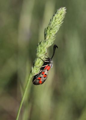 Zygène de l'Esparcette (La), Zygène de la Dorycnie Zygaena rhadamanthus (Esper, 1789)