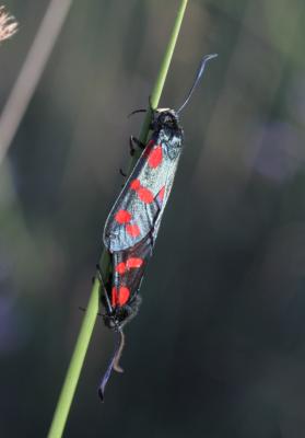 Zygène du Pied-de-Poule (La), Zygène des Lotiers ( Zygaena filipendulae (Linnaeus, 1758)