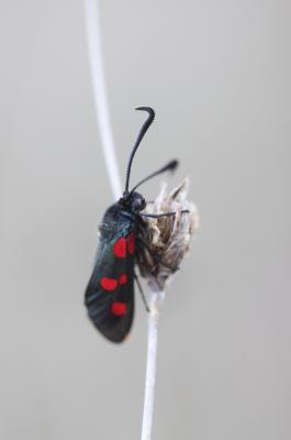 Zygène des prés (La), Zygène des Cornettes (La) Zygaena trifolii (Esper, 1783)