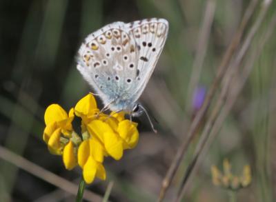 Bleu-nacré d'Espagne (Le) Lysandra hispana (Herrich-Schäffer, 1852)