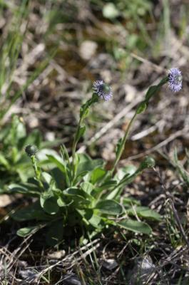 Globulaire commune Globularia vulgaris L., 1753