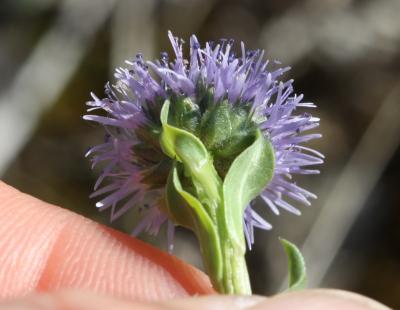 Globulaire commune Globularia vulgaris L., 1753