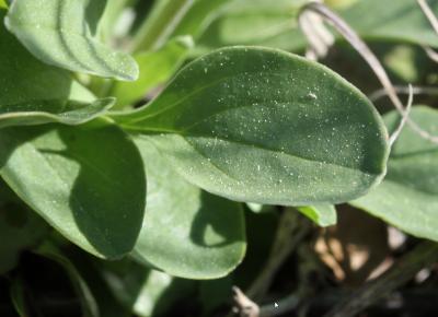 Globulaire commune Globularia vulgaris L., 1753