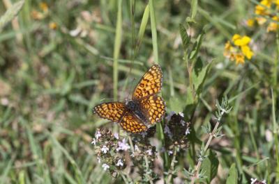 Mélitée des Centaurées (La), Grand Damier (Le) Melitaea phoebe (Denis & Schiffermüller, 1775)